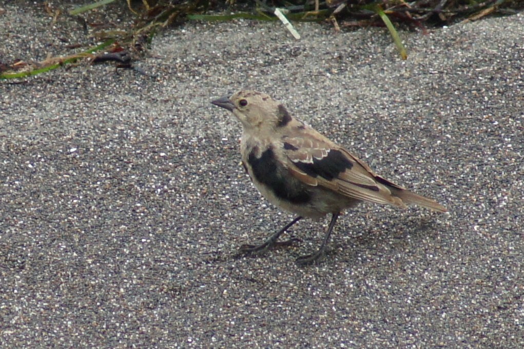 Brown-headed Cowbird - ML390576741