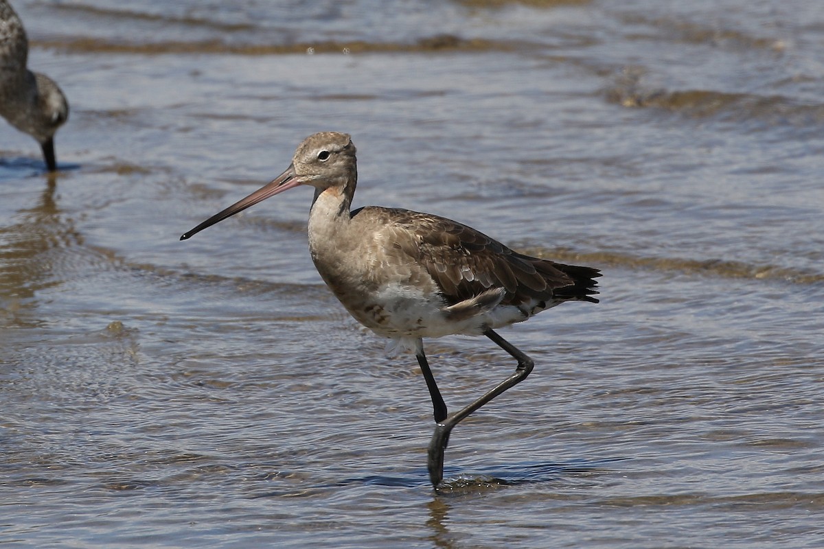 Black-tailed Godwit - ML390576991