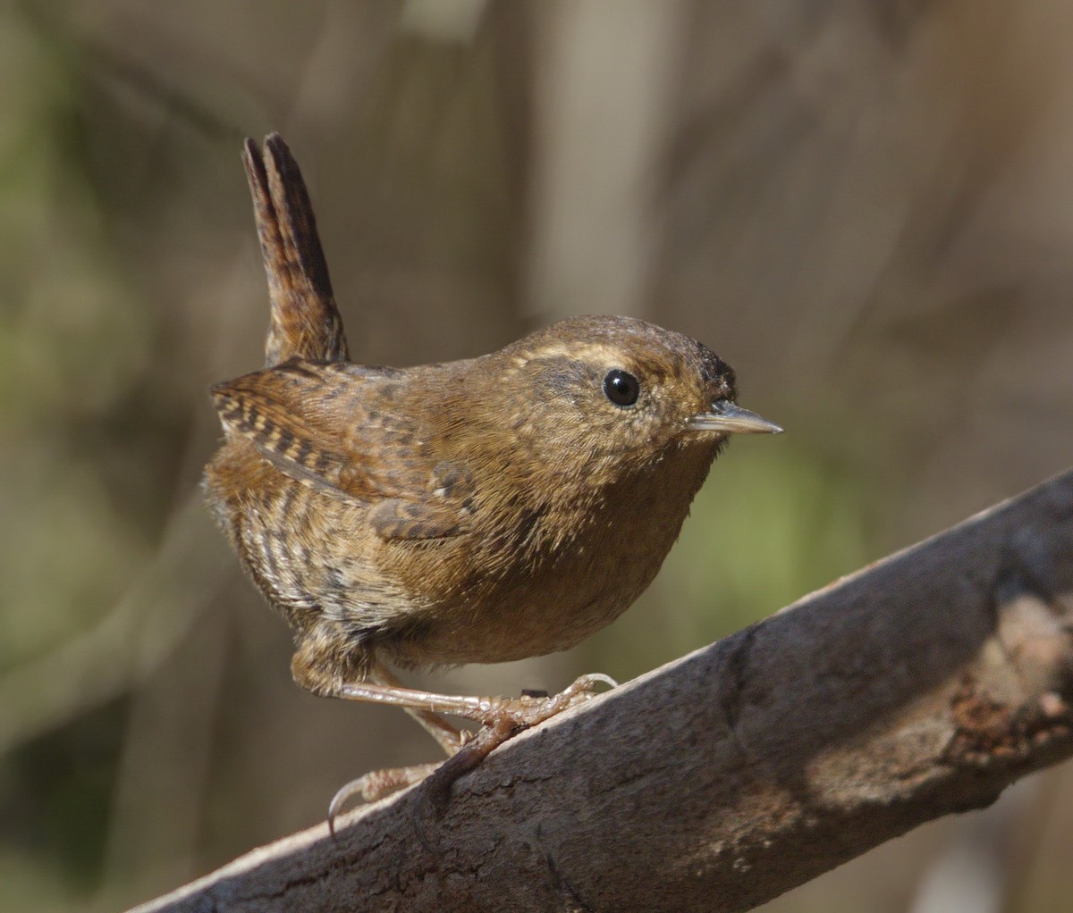 Pacific Wren - ML390577341