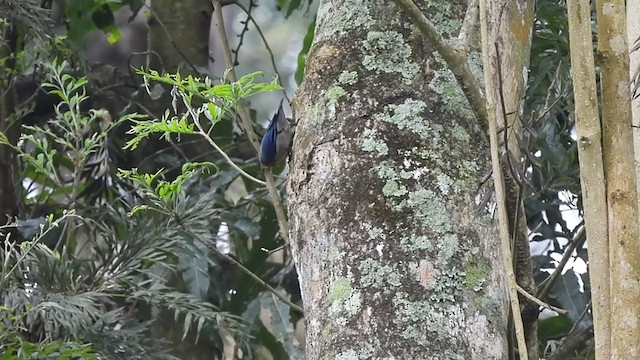 Velvet-fronted Nuthatch - ML390577411