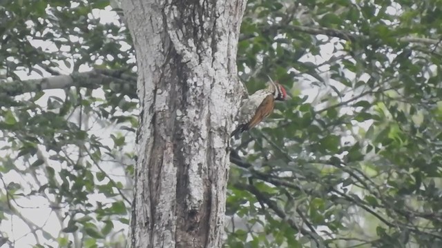 Common Flameback - ML390577431