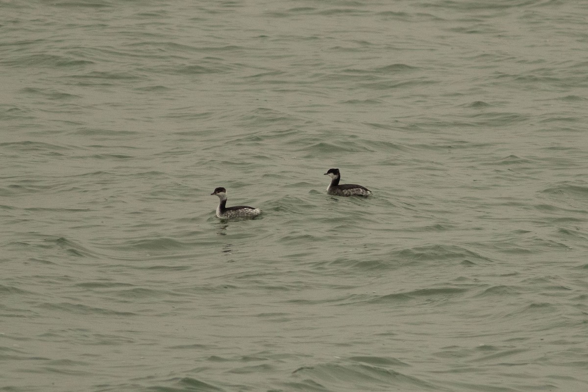 Horned Grebe - Kees de Mooy