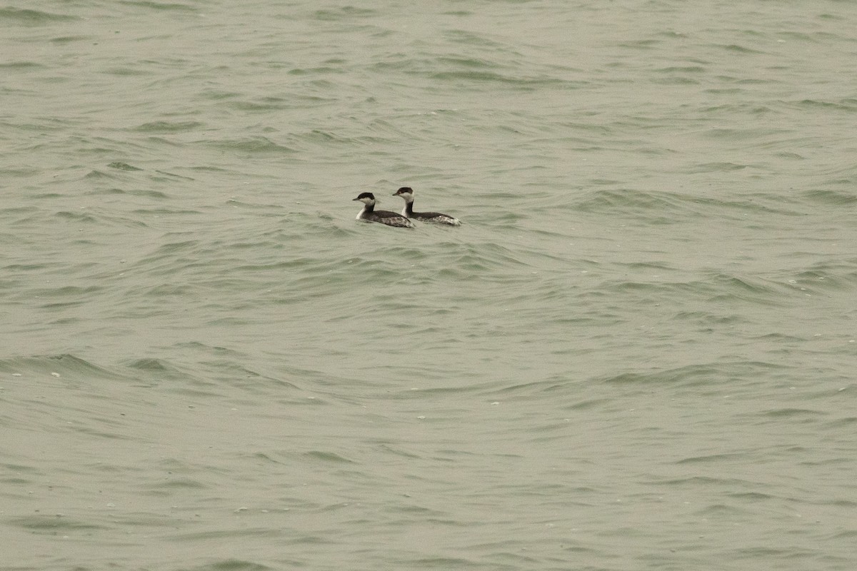 Horned Grebe - Kees de Mooy