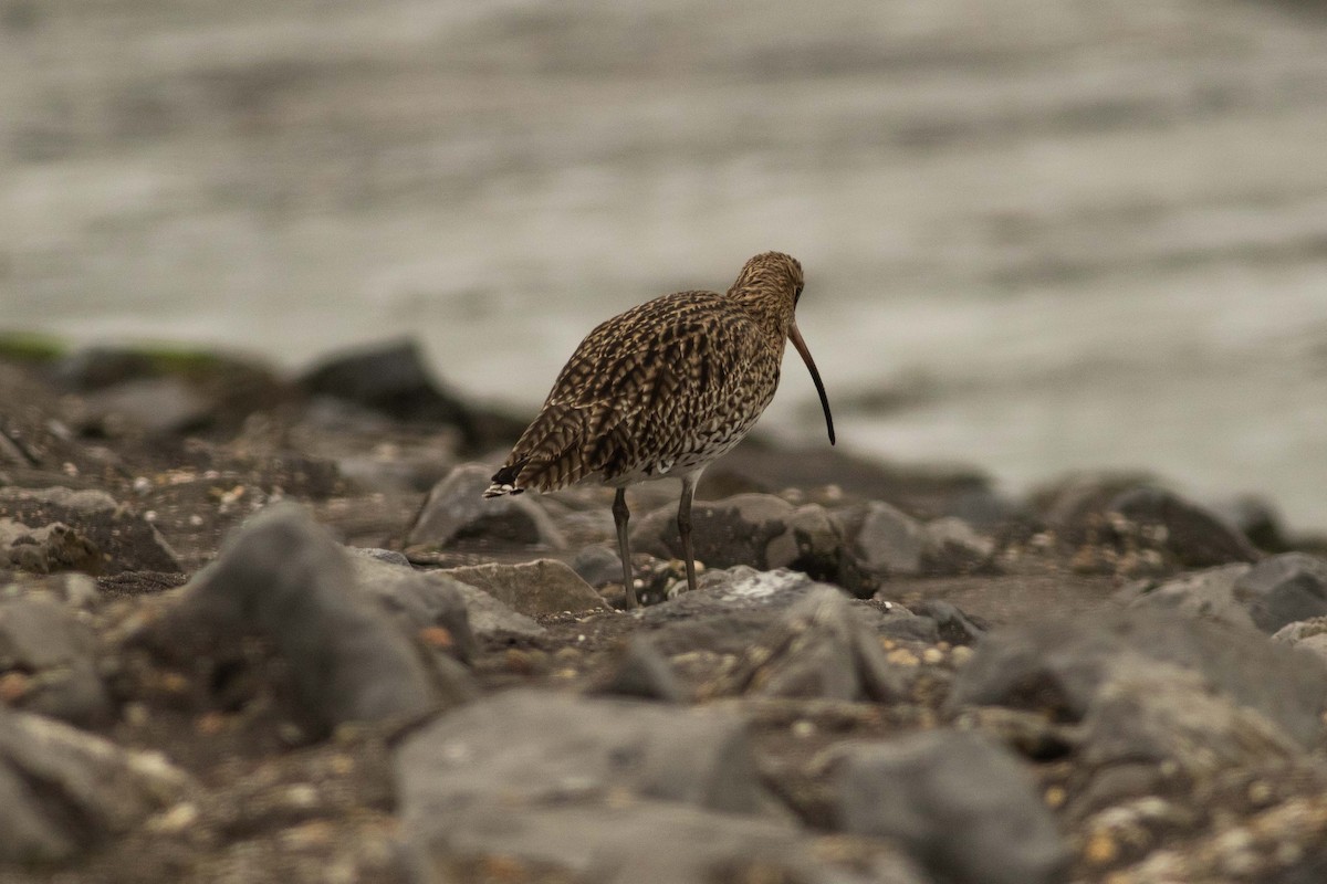 Eurasian Curlew - Kees de Mooy