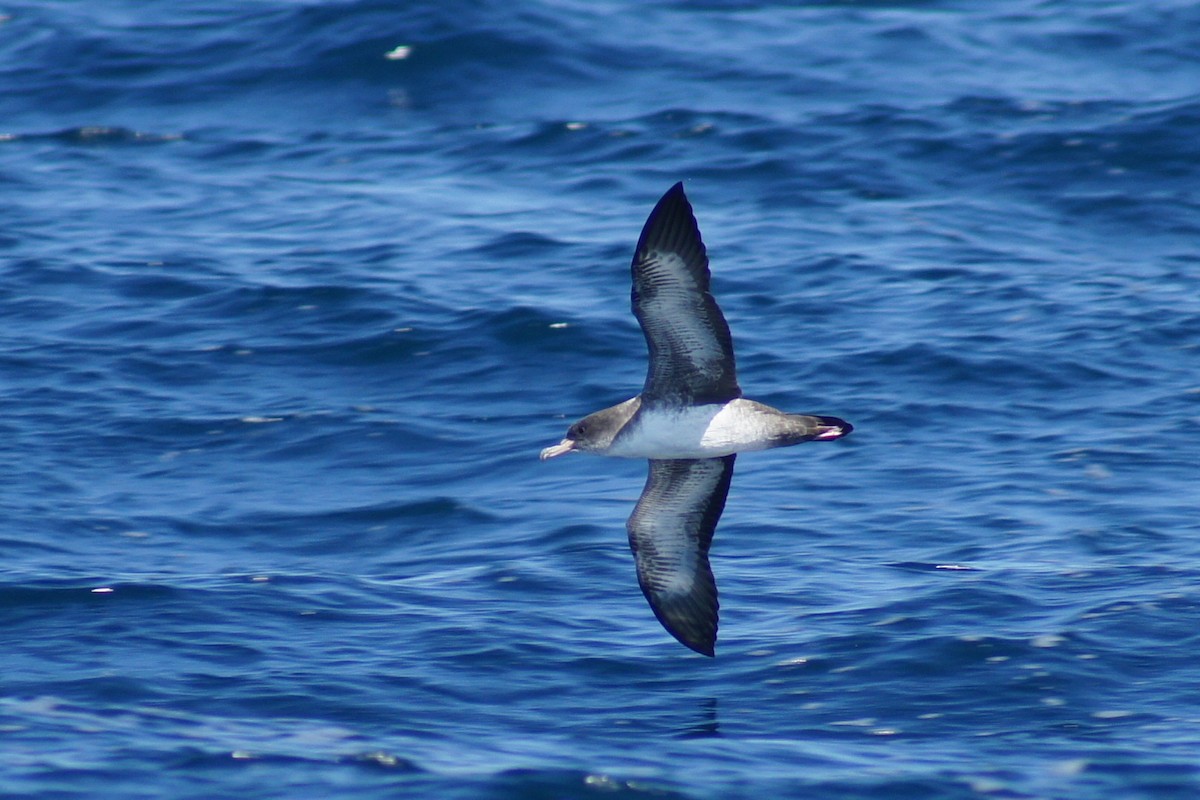 Pink-footed Shearwater - ML390578541