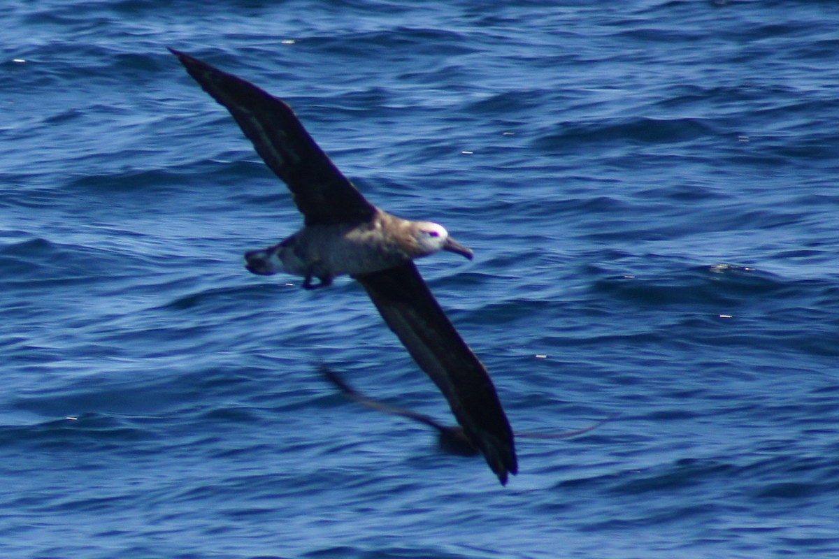 Albatros à pieds noirs - ML390578671