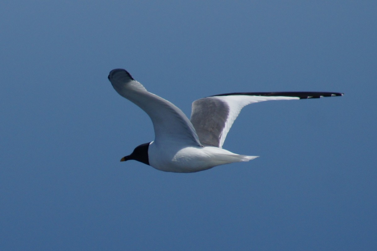 Sabine's Gull - ML390579051