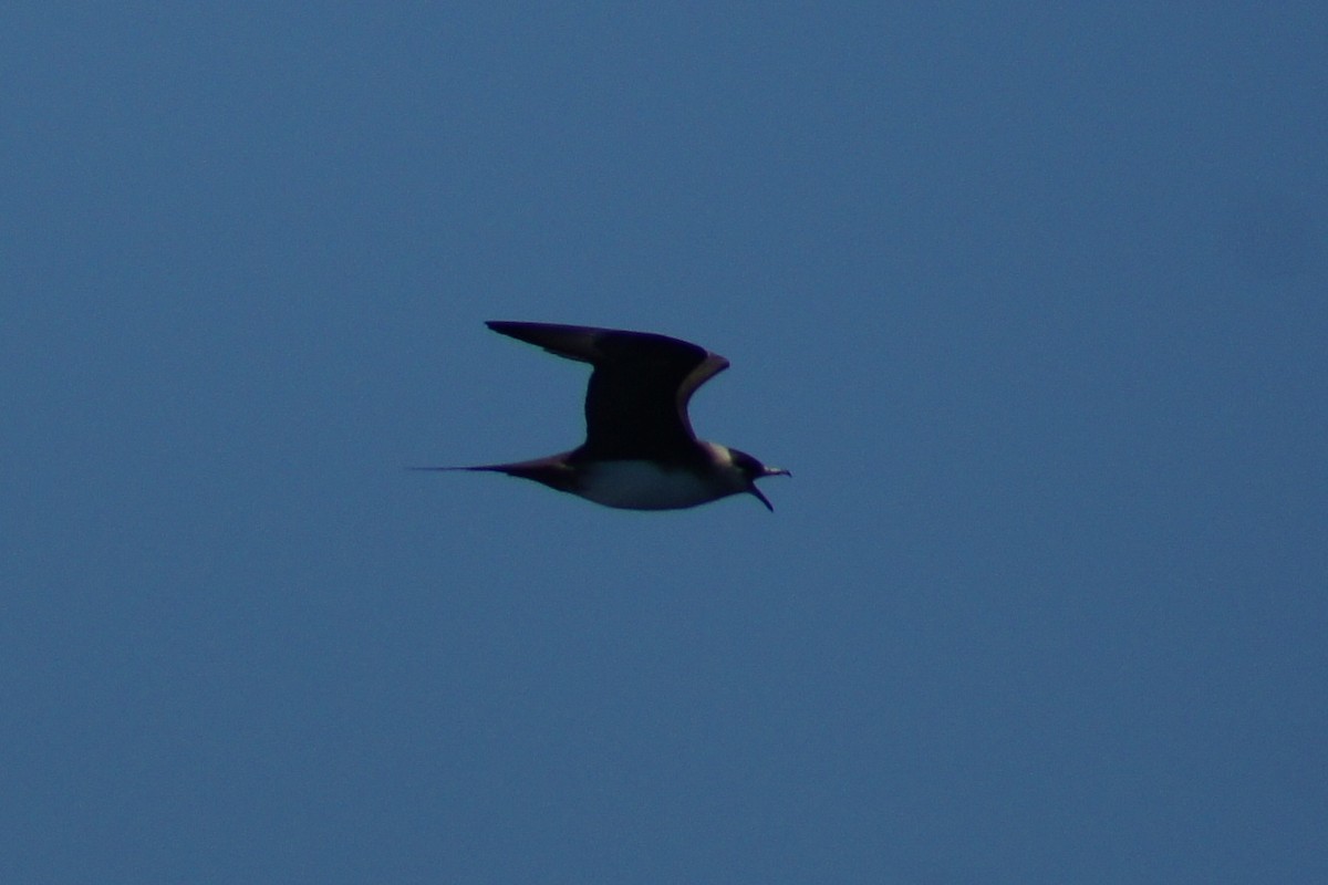 Parasitic Jaeger - ML390579381