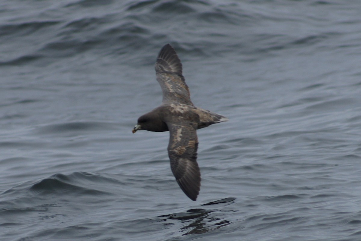 Northern Fulmar - ML390579541