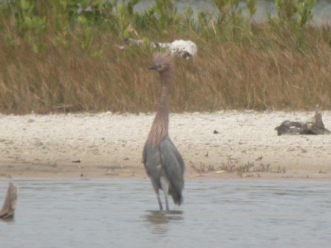 Reddish Egret - ML390582681