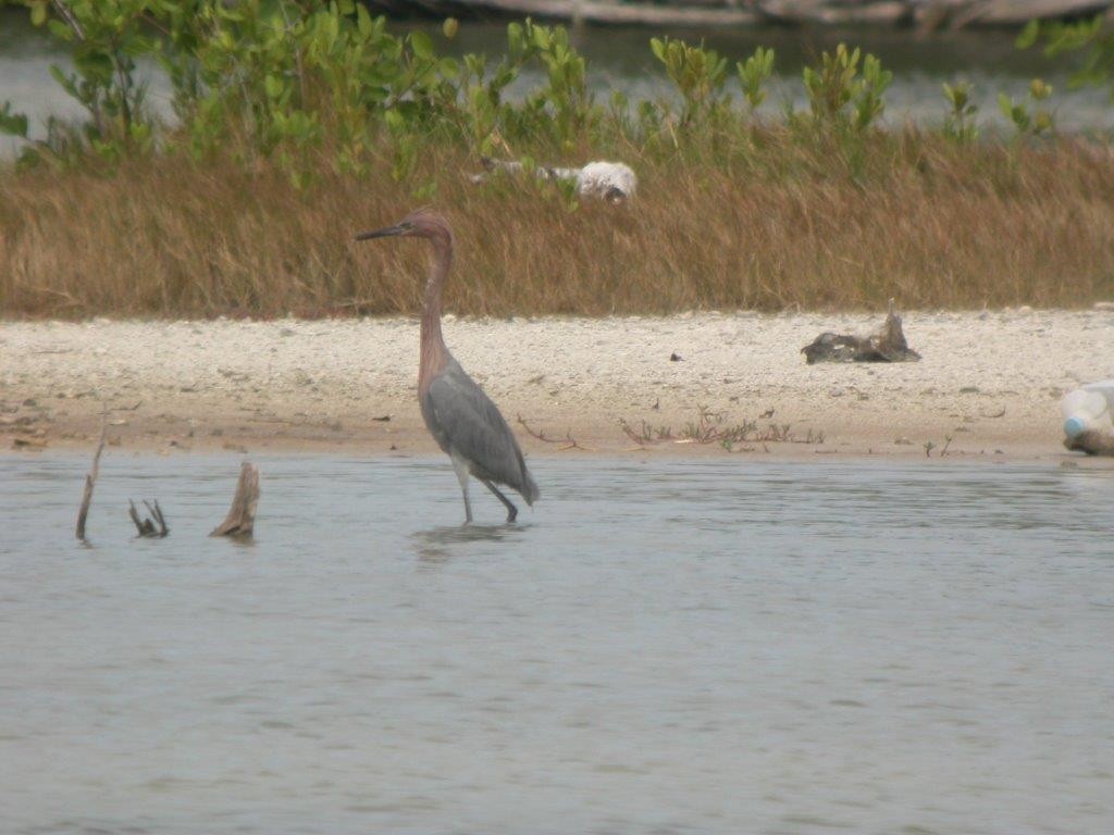 Reddish Egret - ML390582691