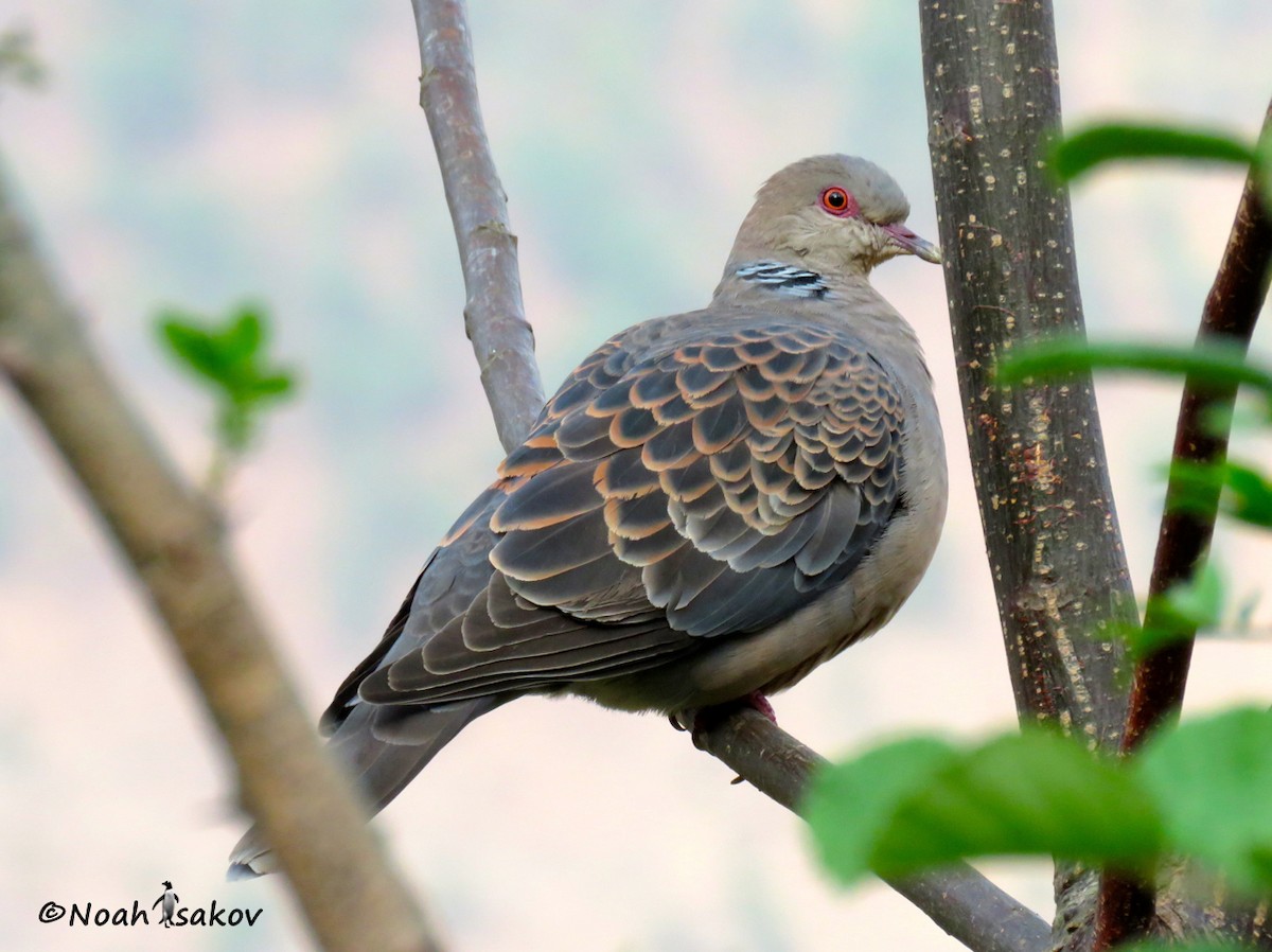 Oriental Turtle-Dove - ML390584881