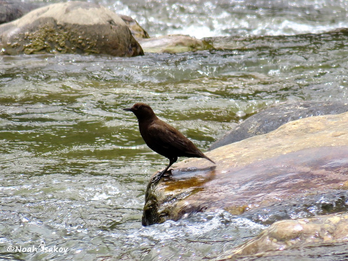 Brown Dipper - ML390585091