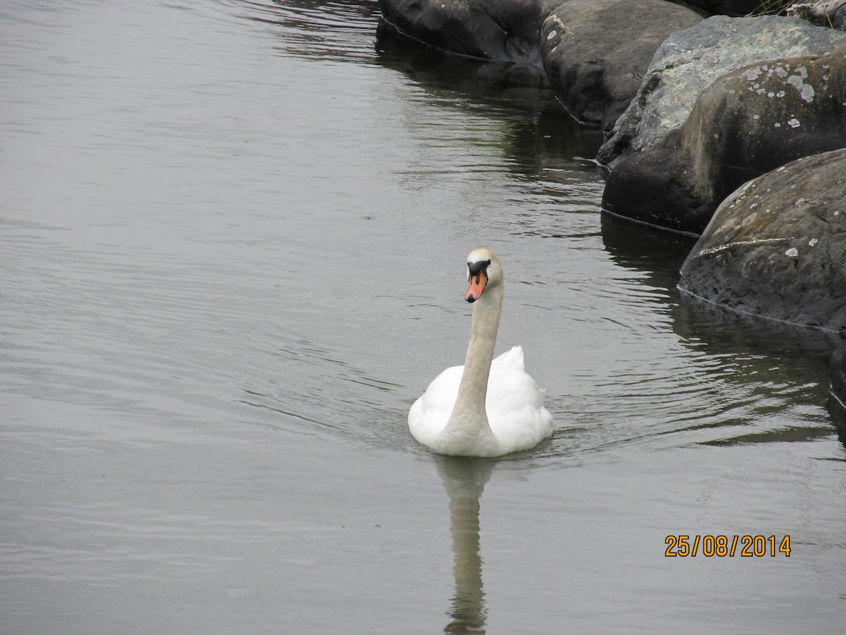 Mute Swan - נעמי בייפוס
