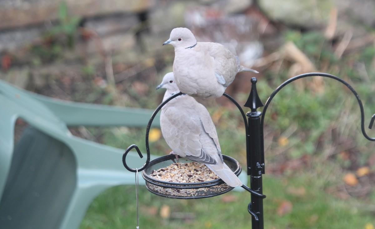 Eurasian Collared-Dove - Alexander Lees