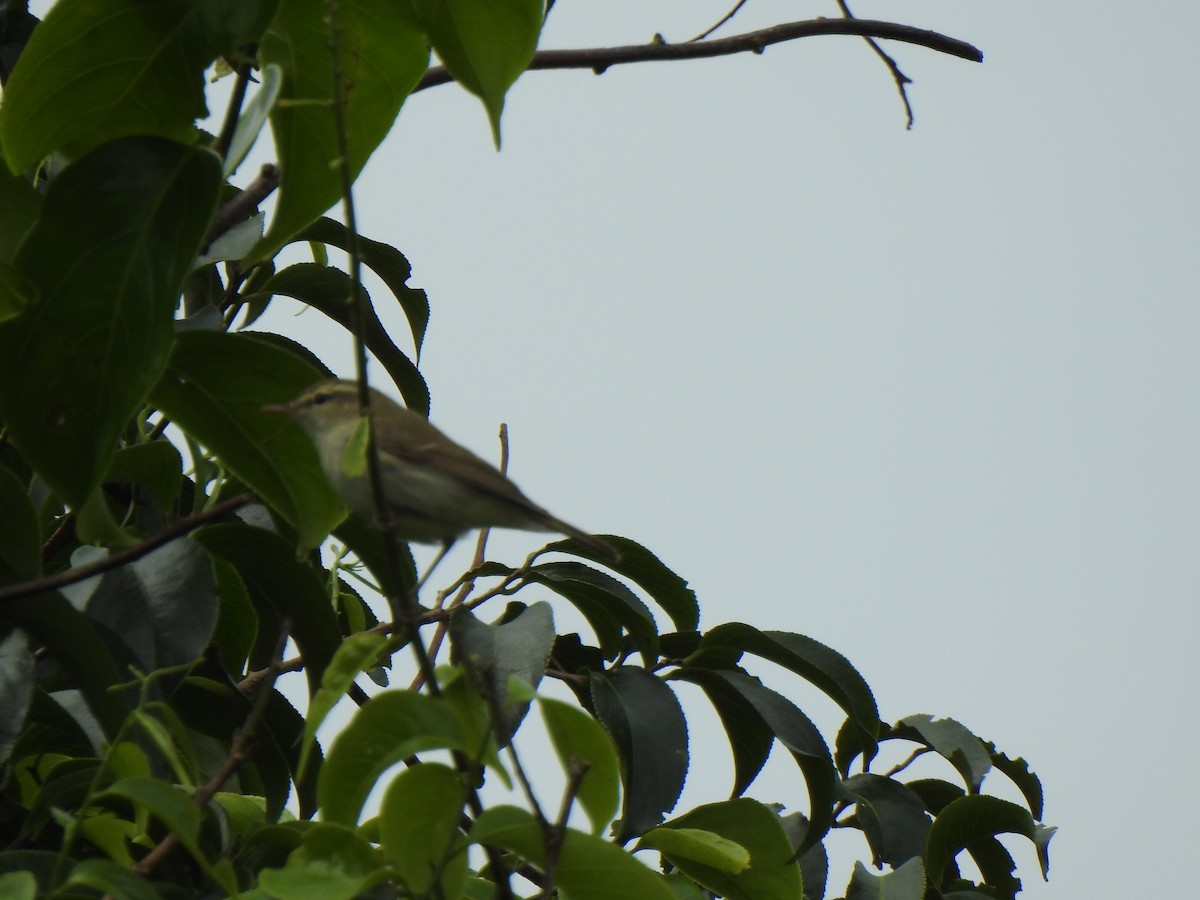 Phylloscopus sp. - ML390588611