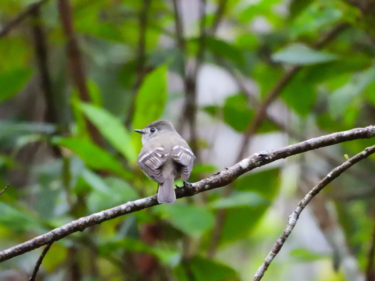 Least Flycatcher - ML390588891