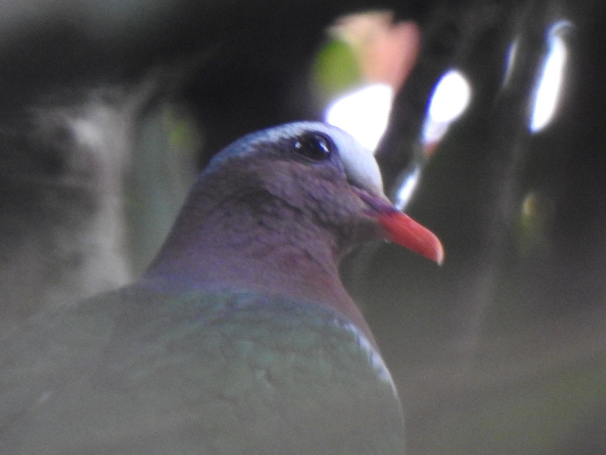 holub zelenokřídlý - ML390590431