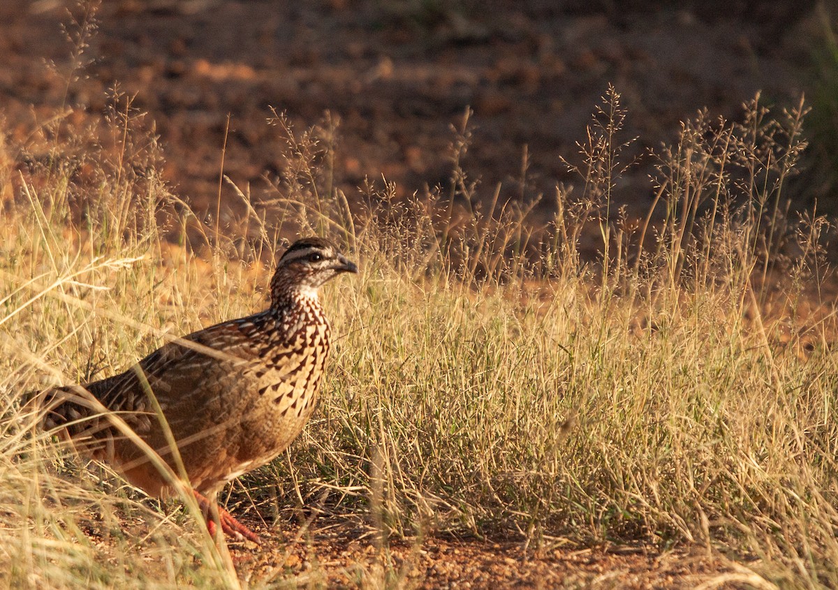 Crested Francolin - ML390591261