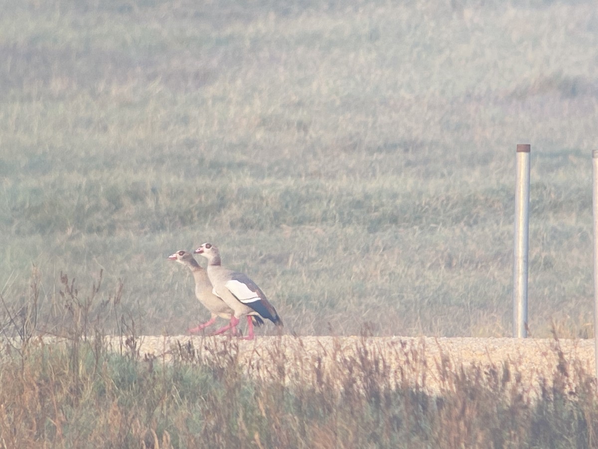 Egyptian Goose - ML390592181