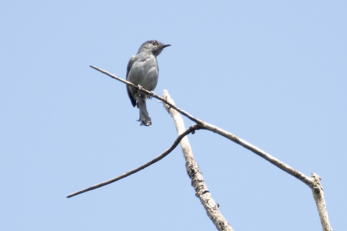 Gray-throated Tit-Flycatcher - ML390592401