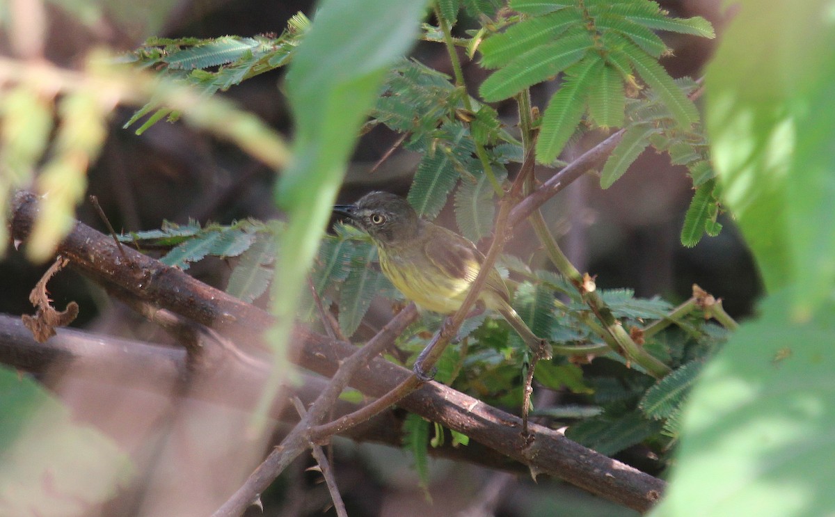 Stripe-necked Tody-Tyrant - Alexander Lees