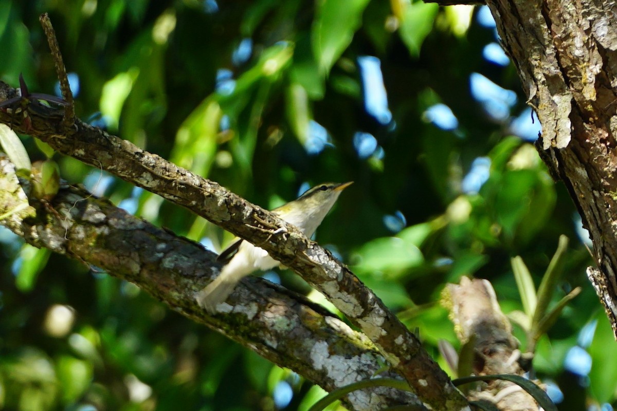 Yellow-browed Warbler - ML390594321