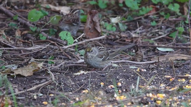 Golden-crowned Sparrow - ML390594341