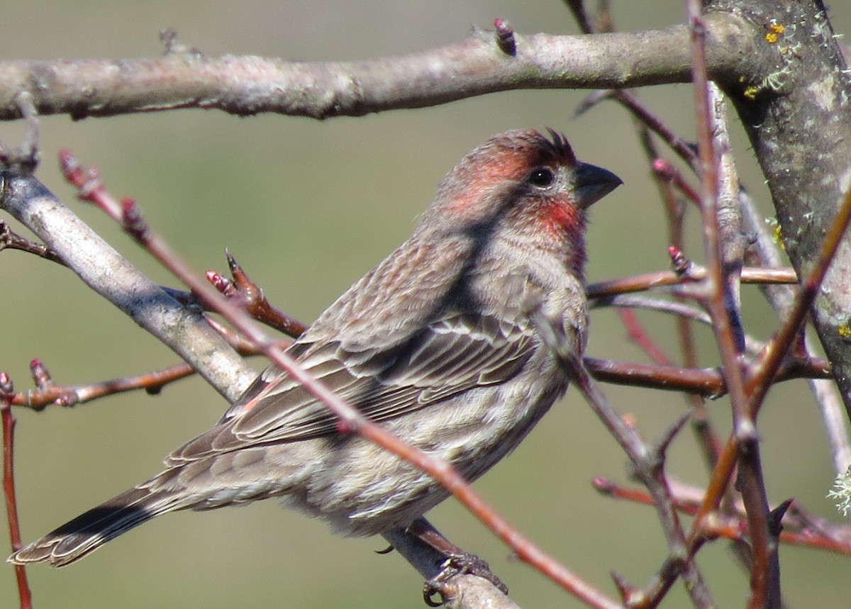 House Finch - ML390594971
