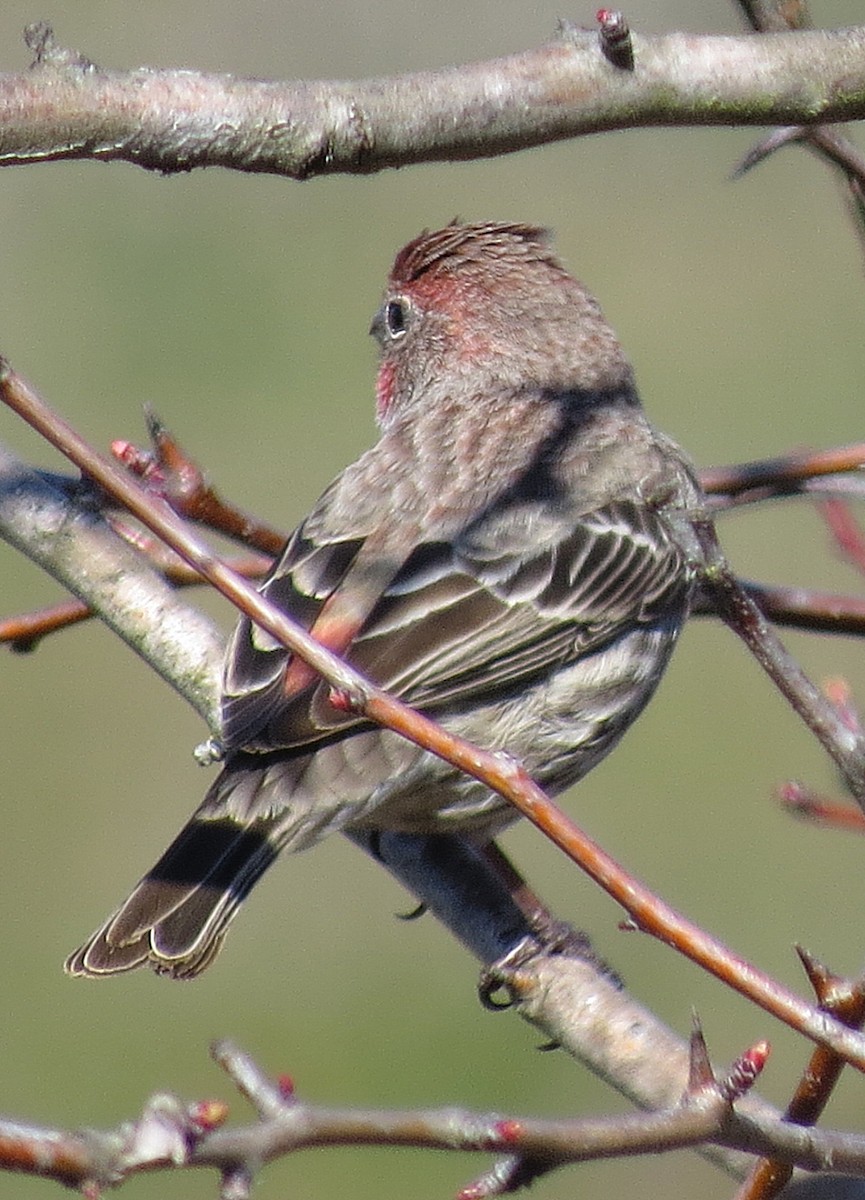 House Finch - ML390594991