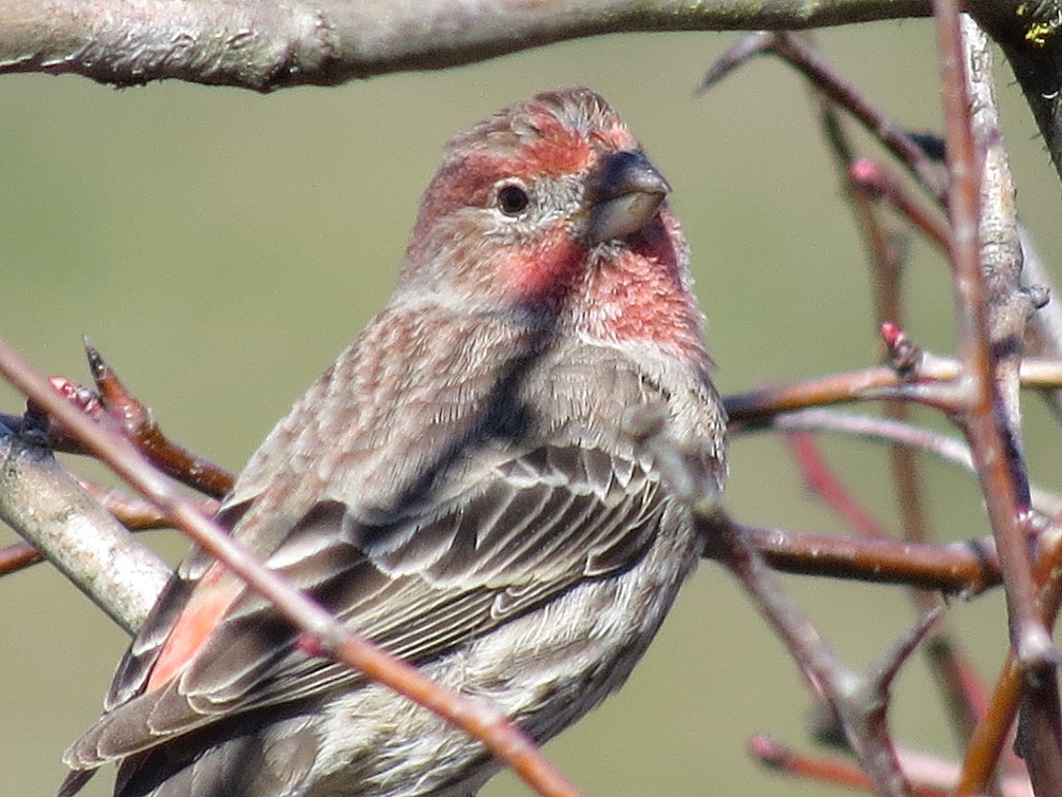 House Finch - ML390595001