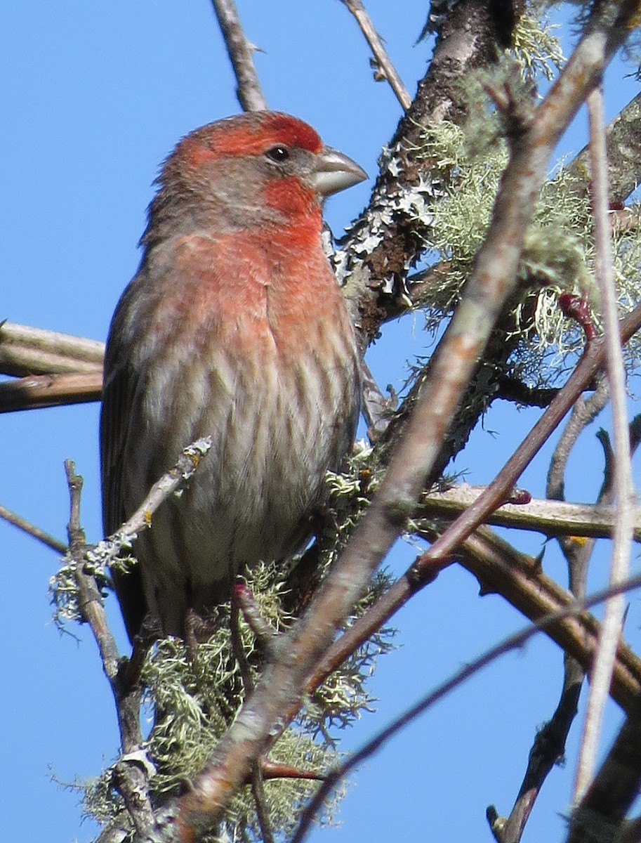 House Finch - ML390595011