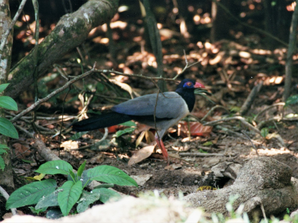 Coral-billed Ground-Cuckoo - ML390595021