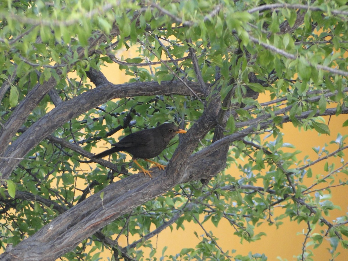 Chiguanco Thrush - ML39059631