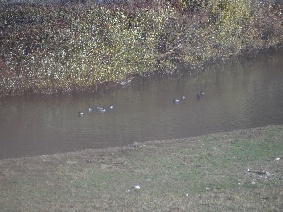 Common Goldeneye - ML390596831