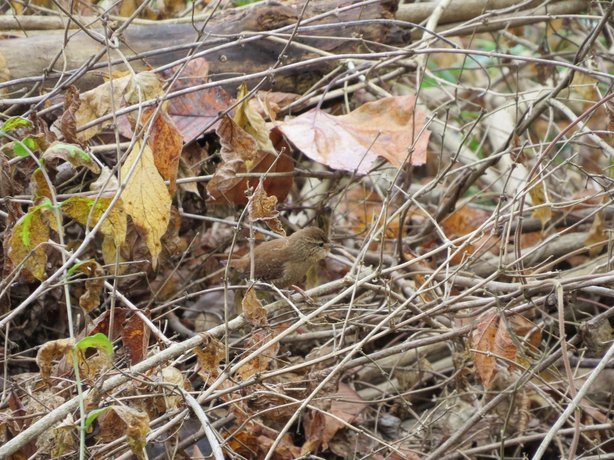 Troglodyte des forêts - ML39059851