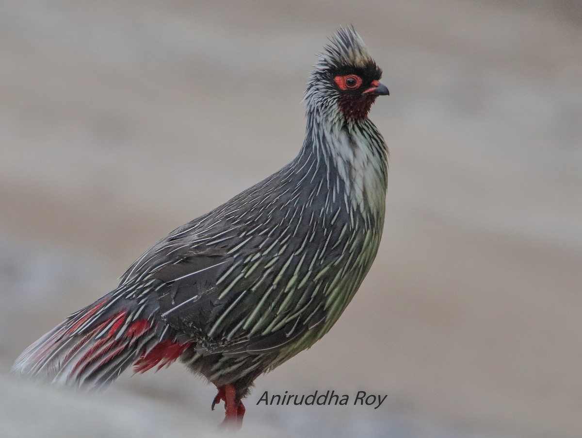 Blood Pheasant - Aniruddha  Roy