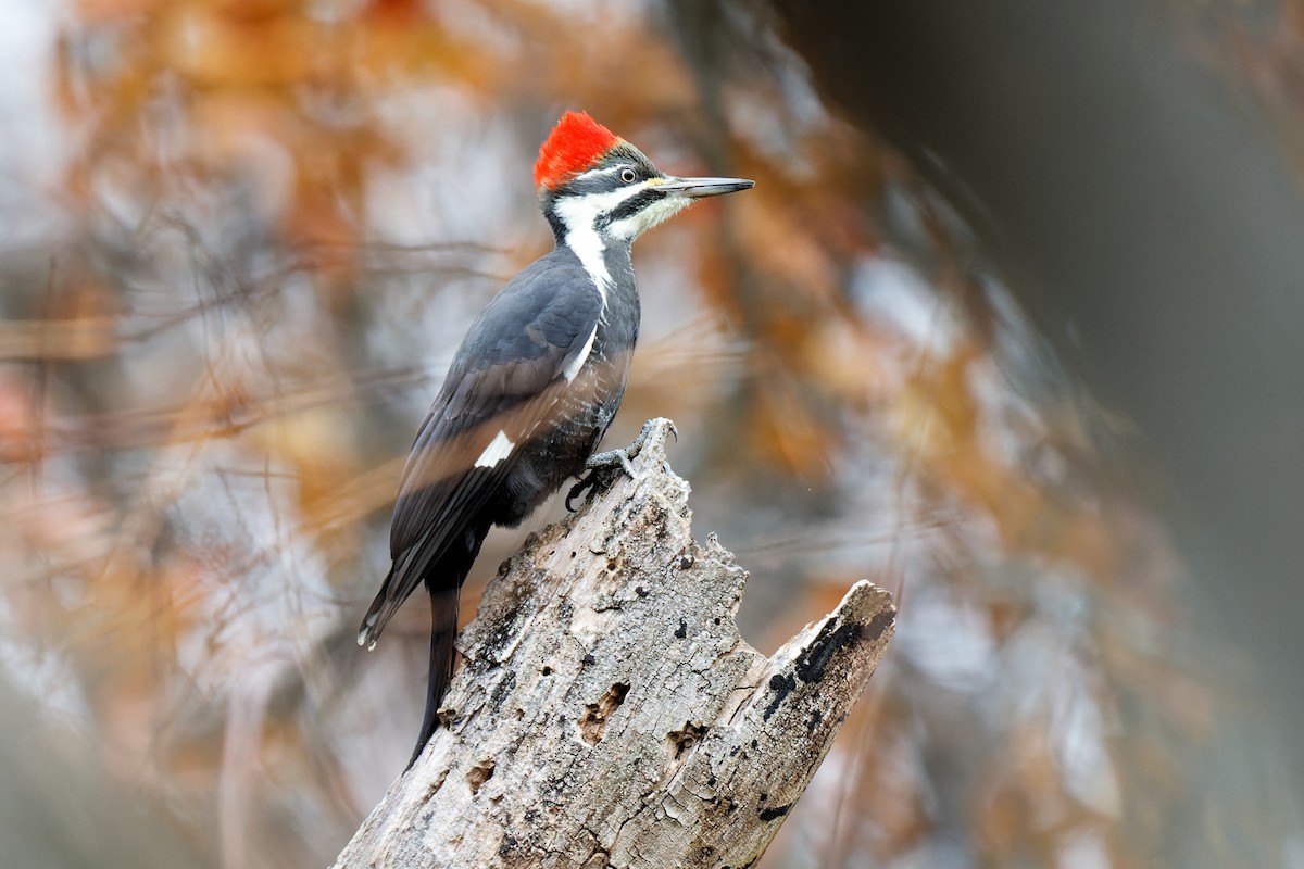 Pileated Woodpecker - ML390600061