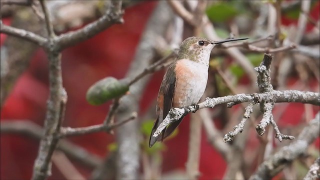 Rufous Hummingbird - ML390600741