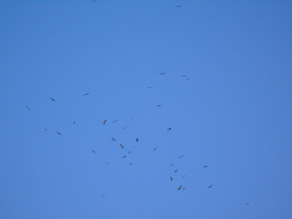 Snail Kite - ML390601531