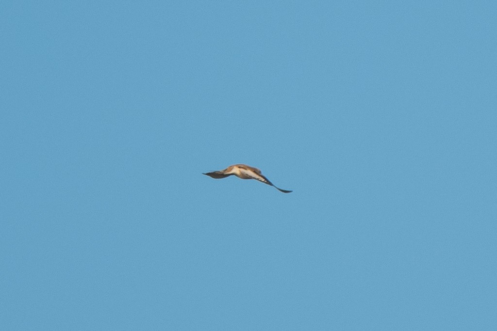Цасч хөмрөг - ML390603211