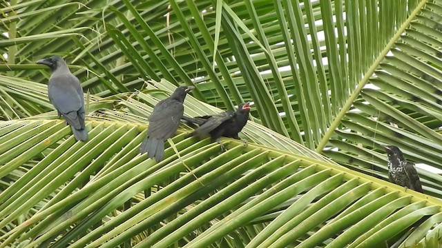 Asian Koel - ML390603451