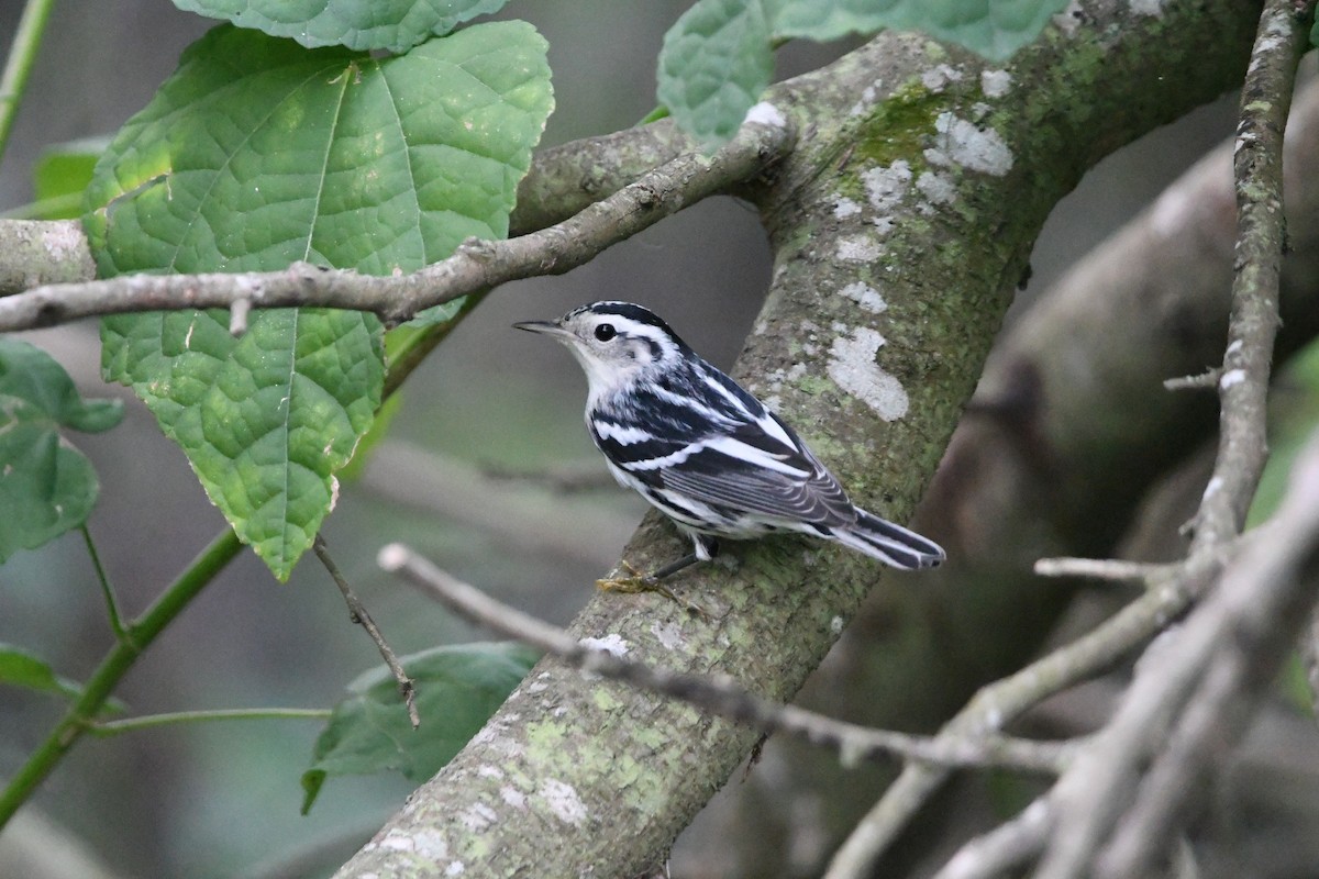 Black-and-white Warbler - ML390603701
