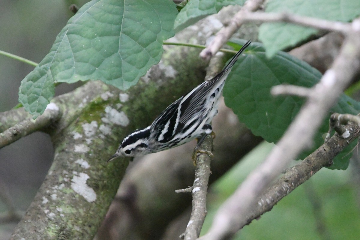 Black-and-white Warbler - ML390603931