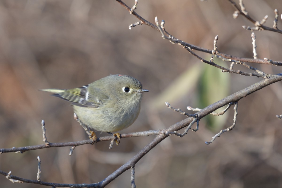 Ruby-crowned Kinglet - ML390604841