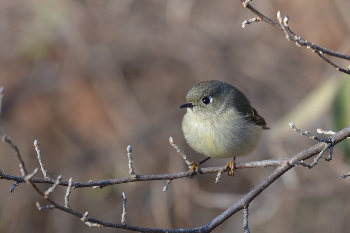 Ruby-crowned Kinglet - ML390604931