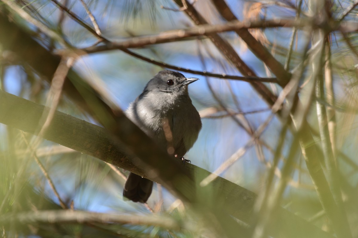 Gray Catbird - ML390605111