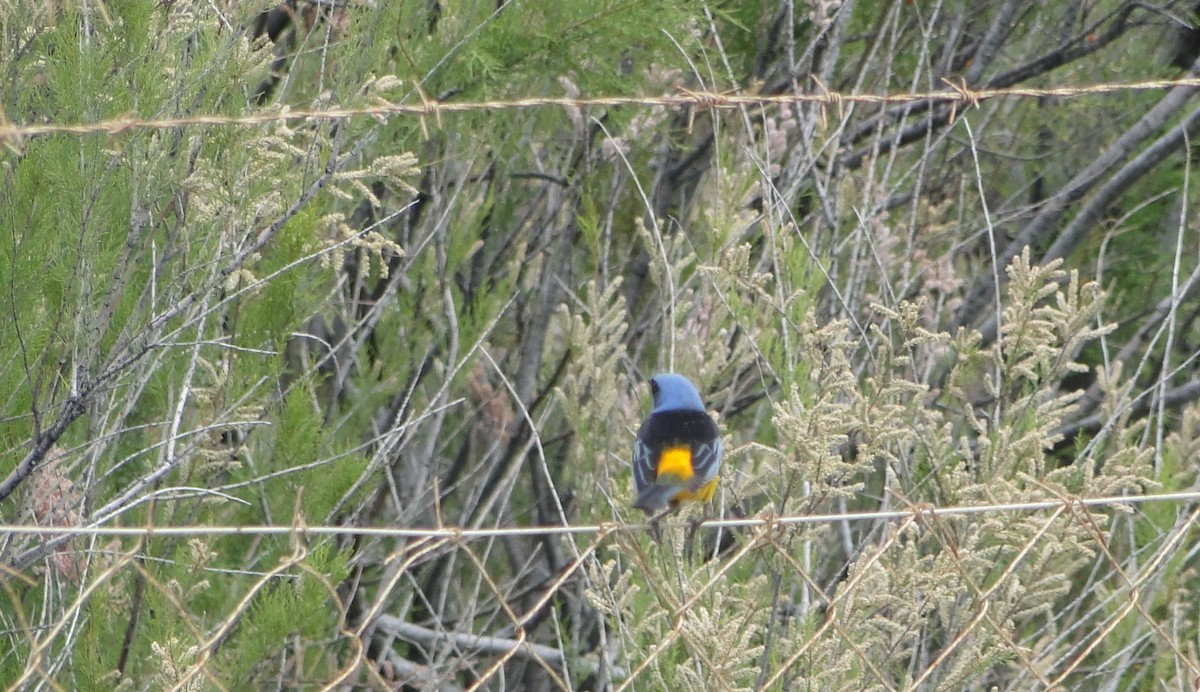 Blue-and-yellow Tanager - ML39060521