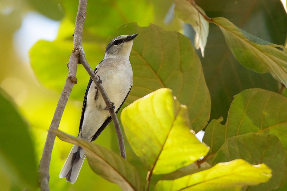 Minivet Ceniciento - ML390605721