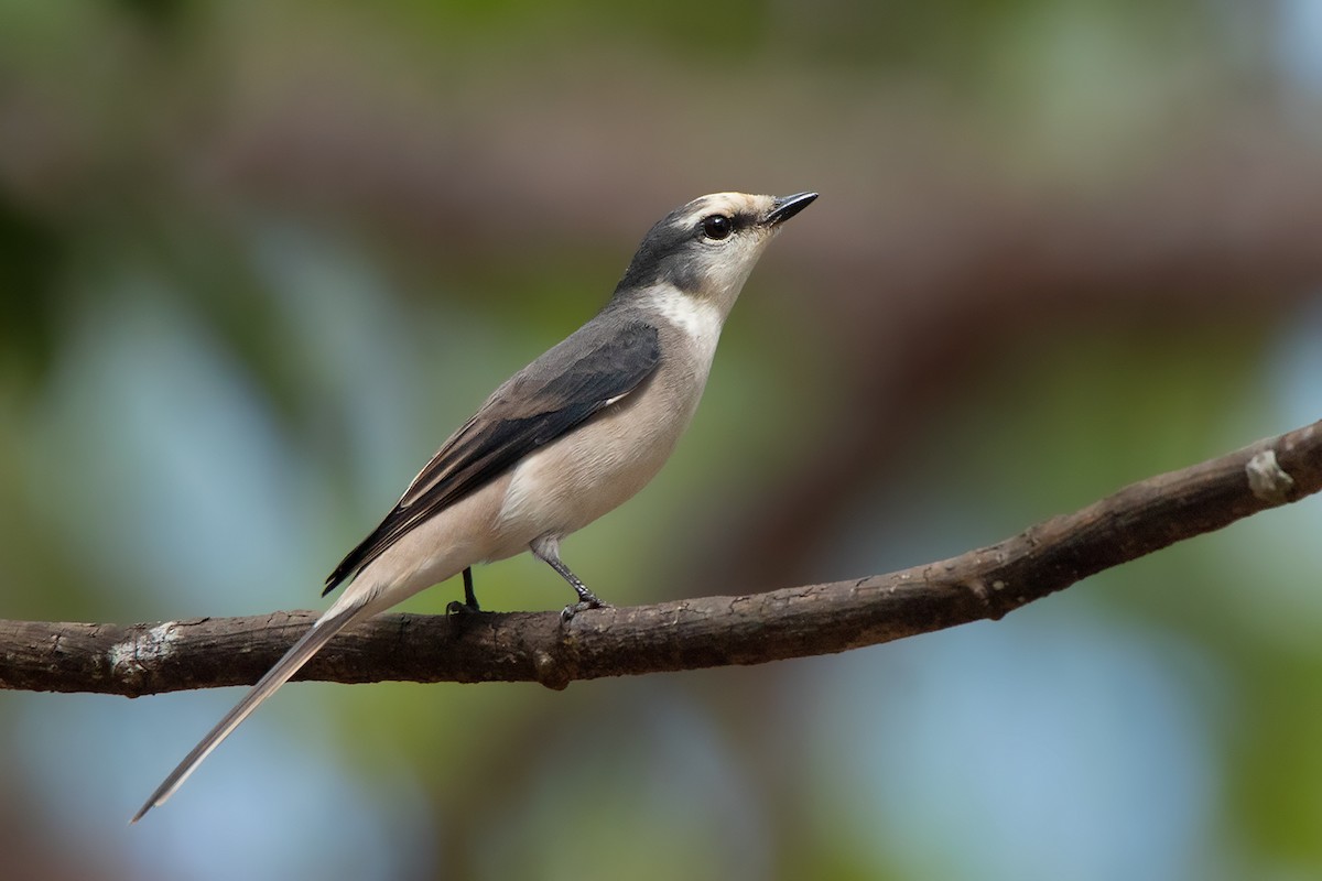 Brown-rumped Minivet - ML390605771